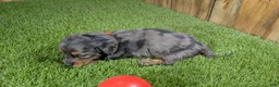 Miniature Dachshund dogs for sale: Darlie Boy 1 - Ad 5