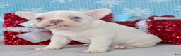 French Bulldog dogs for sale: Snowflake - Ad 5