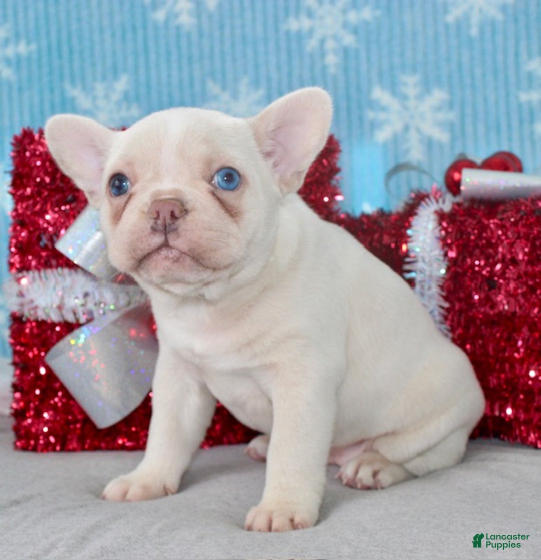 French Bulldog dogs for sale: Snowflake - Ad 5