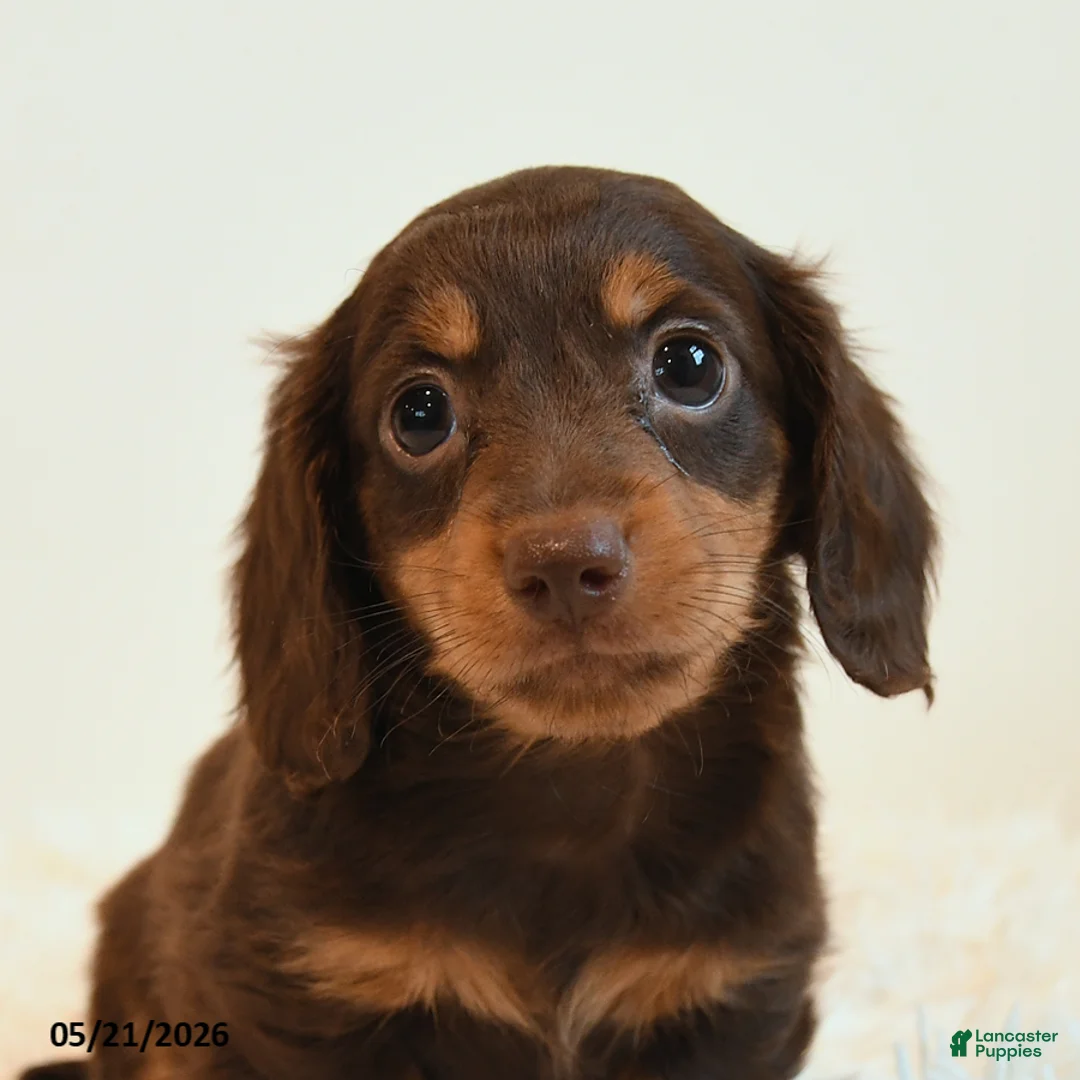 Miniature Dachshund dogs for sale: Limbo - Ad 2