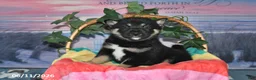 Shiba Inu dogs for sale: Chase - Ad 4