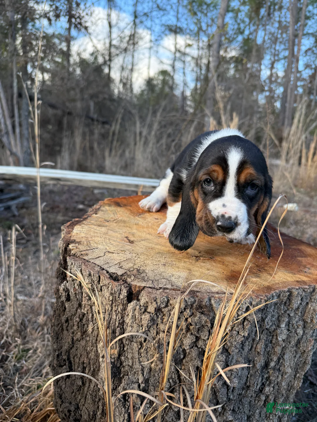 Basset Hound dogs for sale: Basset Hound Puppy 1 - Ad 3