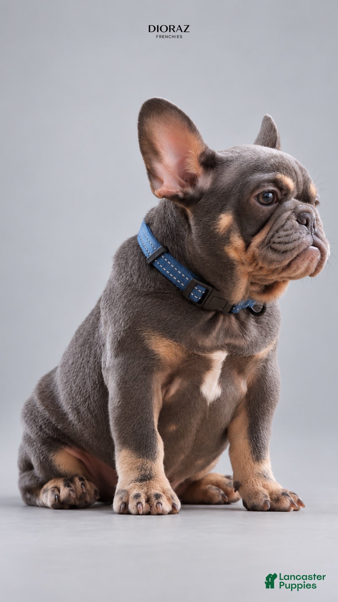French Bulldog dogs Banksy - Ad 2