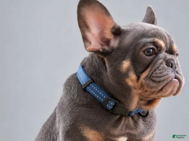 French Bulldog dogs for sale: Banksy - Ad 2