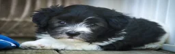 Havanese dogs for sale: Apollo Havanese  - Ad 16