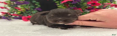 Miracle Male 2