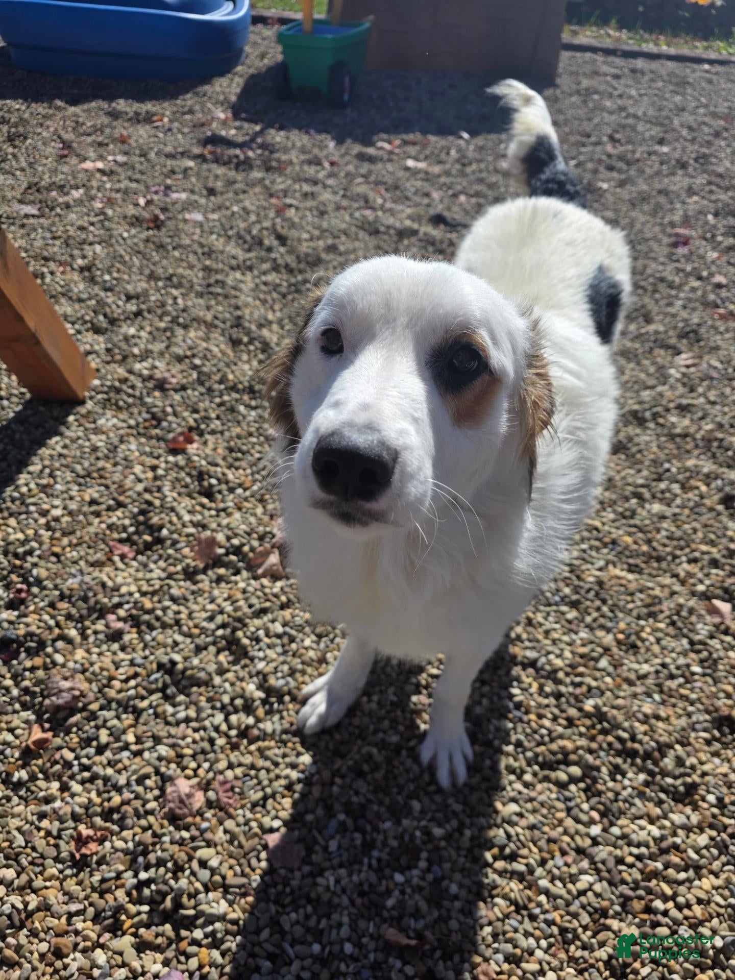 Mixed Breed dogs for sale: Mixed Breed 1 - Ad 1