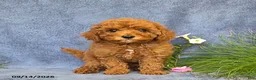 Cavapoo dogs for sale: Trixie - Ad 2