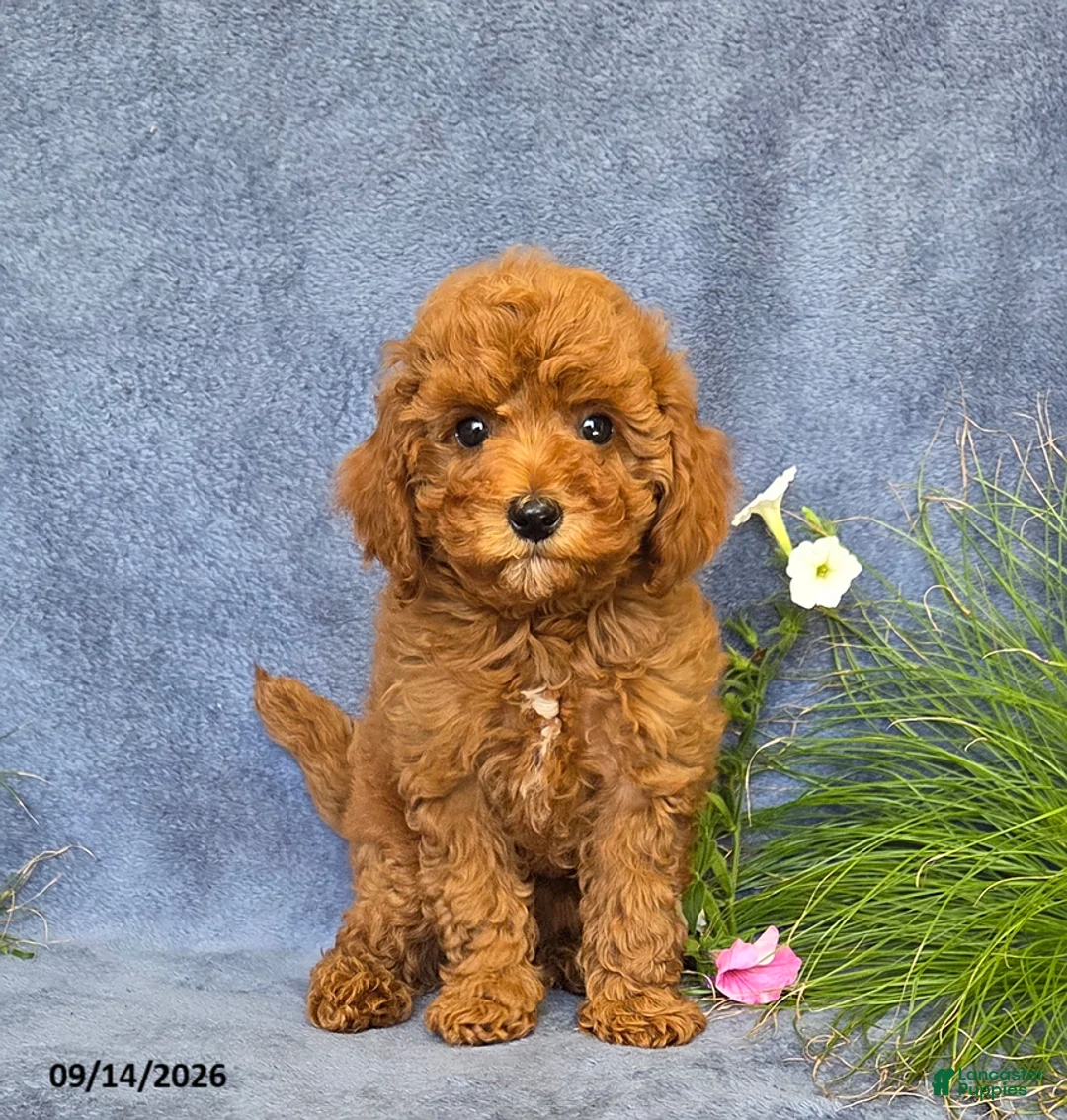 Cavapoo dogs for sale: Trixie - Ad 2