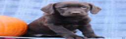 Labrador Retriever dogs for sale: Jessica  - Ad 1