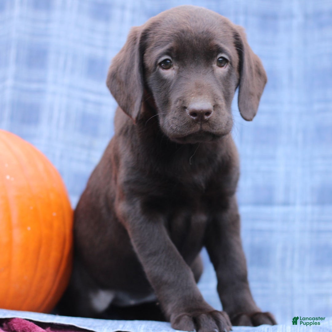 Labrador Retriever dogs for sale: Jessica  - Ad 1
