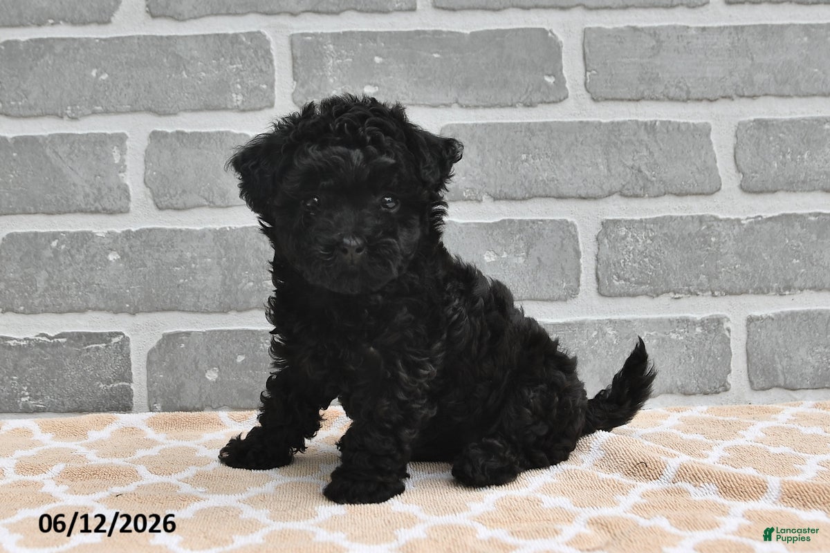 Maltipoo dogs Annie - Ad 2