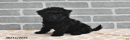 Maltipoo dogs for sale: Annie - Ad 2