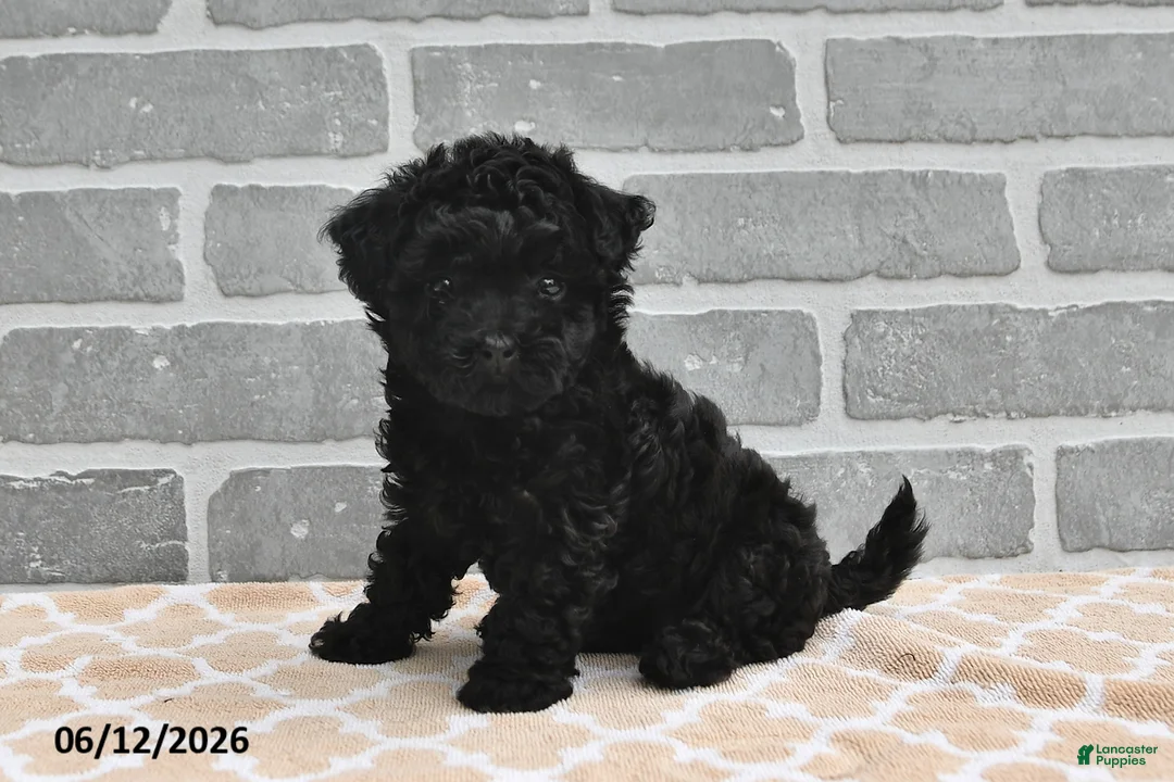 Maltipoo dogs for sale: Annie - Ad 2