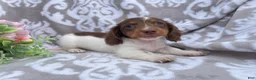 Miniature Dachshund dogs for sale: Heather - Ad 3