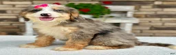 Mini Bernedoodle dogs for sale: Jojo - Ad 5