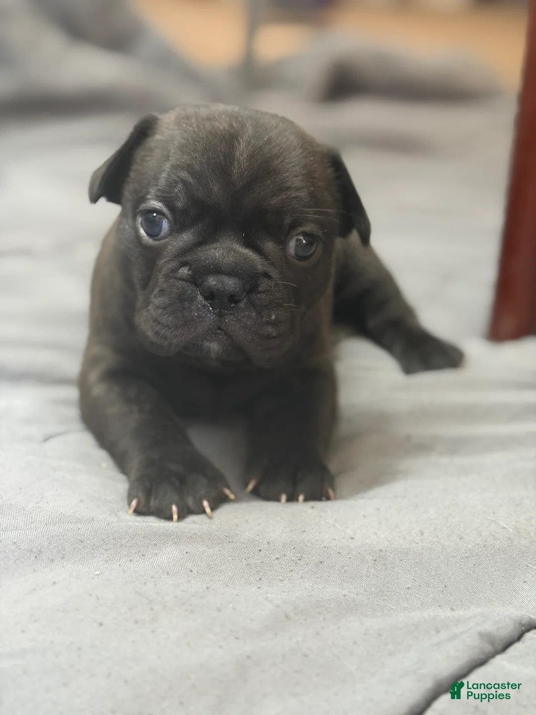Mixed Breed dogs for sale: Cubbi - Ad 4