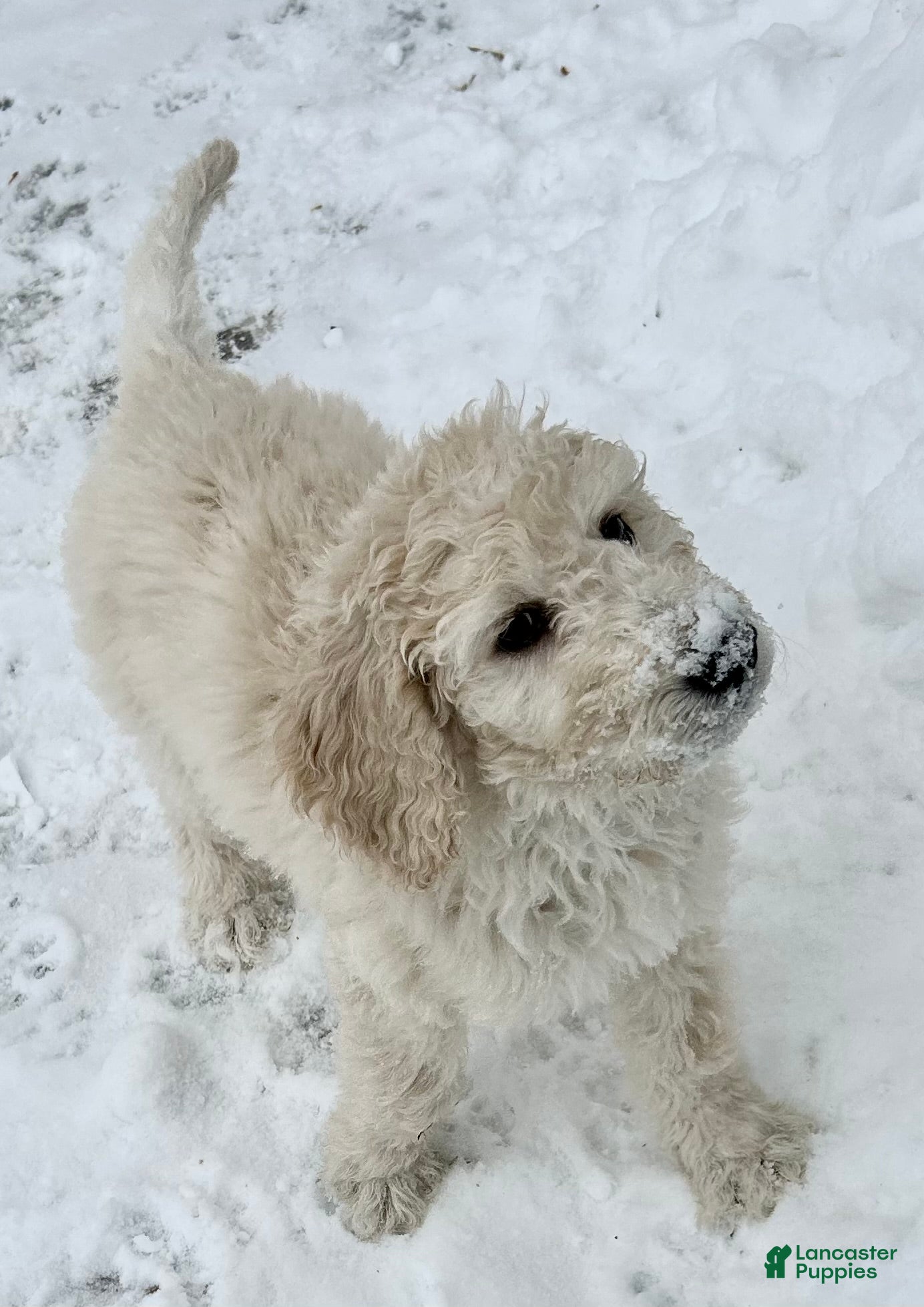 Goldendoodle dogs Molly - Ad 25