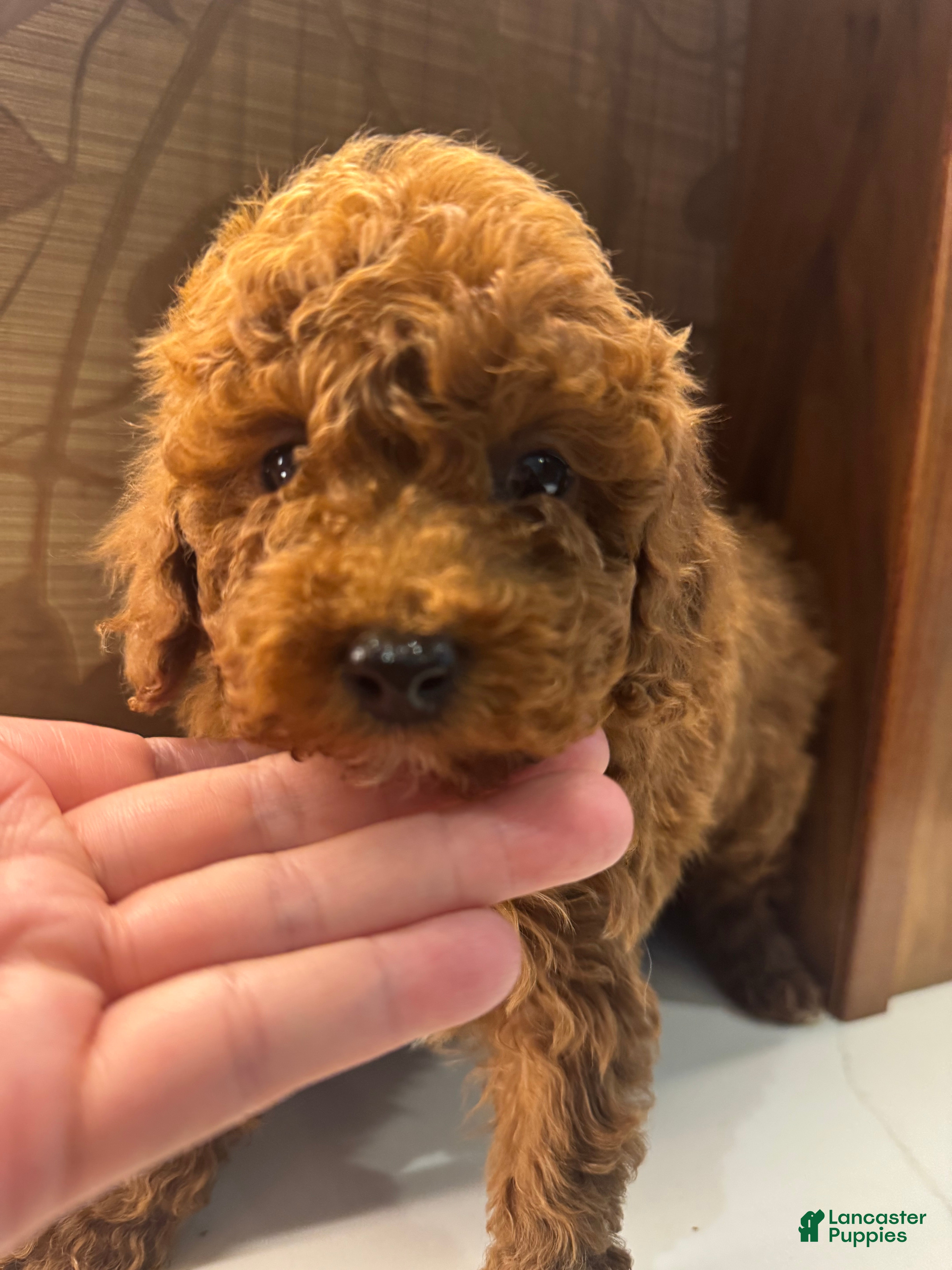 Toy Poodle dogs Mocha  - Ad 2