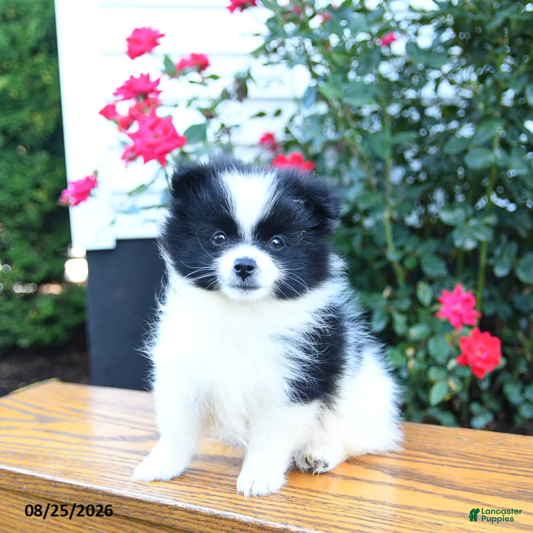 Pomeranian dogs for sale: Katelyn - Ad 1