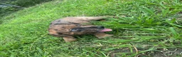 Mixed Breed dogs for sale: Girl 1 - Ad 2
