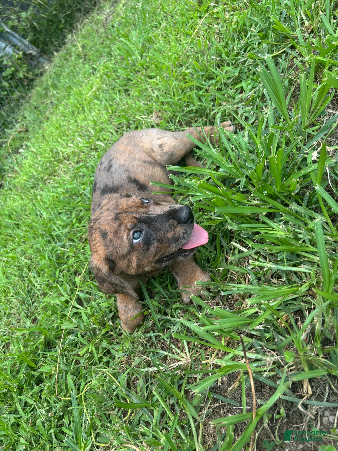 Mixed Breed dogs for sale: Girl 1 - Ad 2