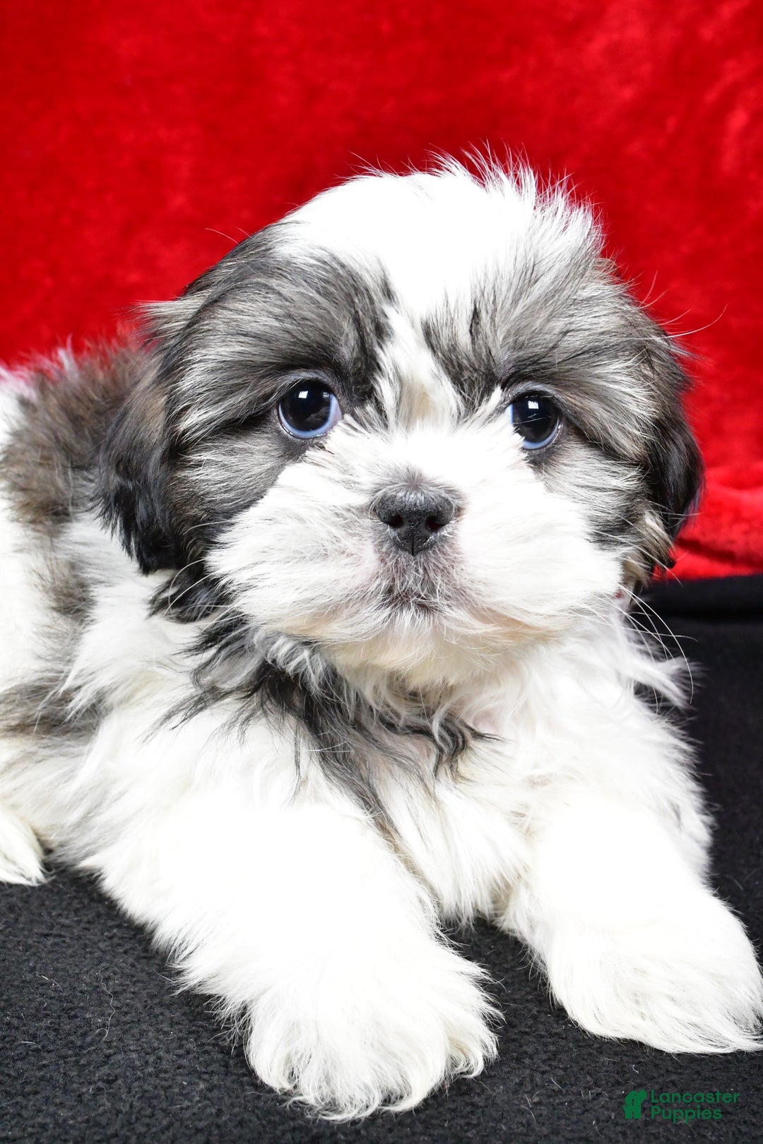 Shih Tzu dogs for sale: Daisy - Ad 3