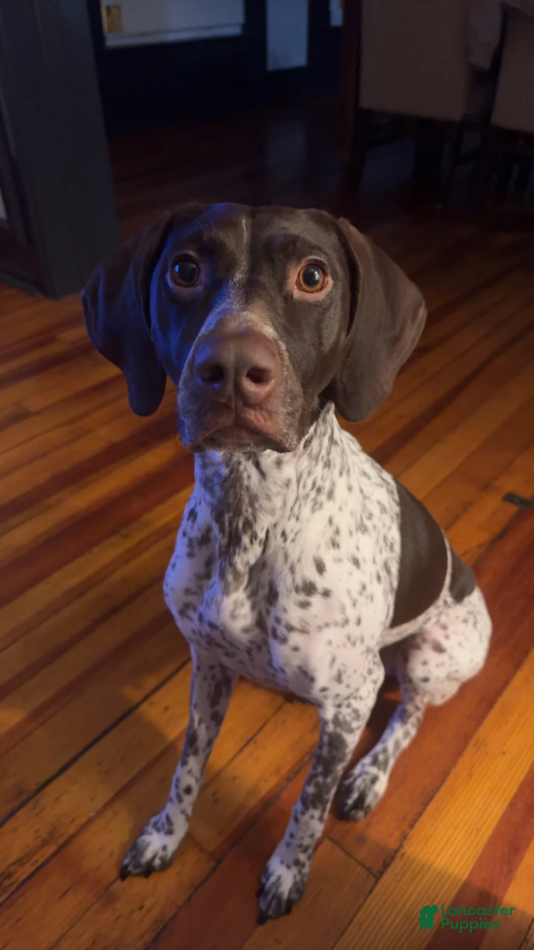Mixed Breed dogs for sale: Mixed Breed 8 - Ad 2