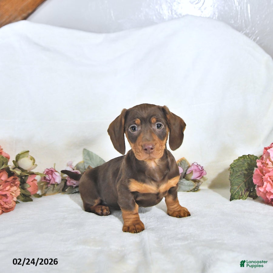 Miniature Dachshund dogs Piper - Ad 2