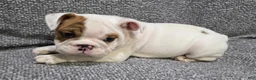 English Bulldog dogs for sale: Allen - Ad 5