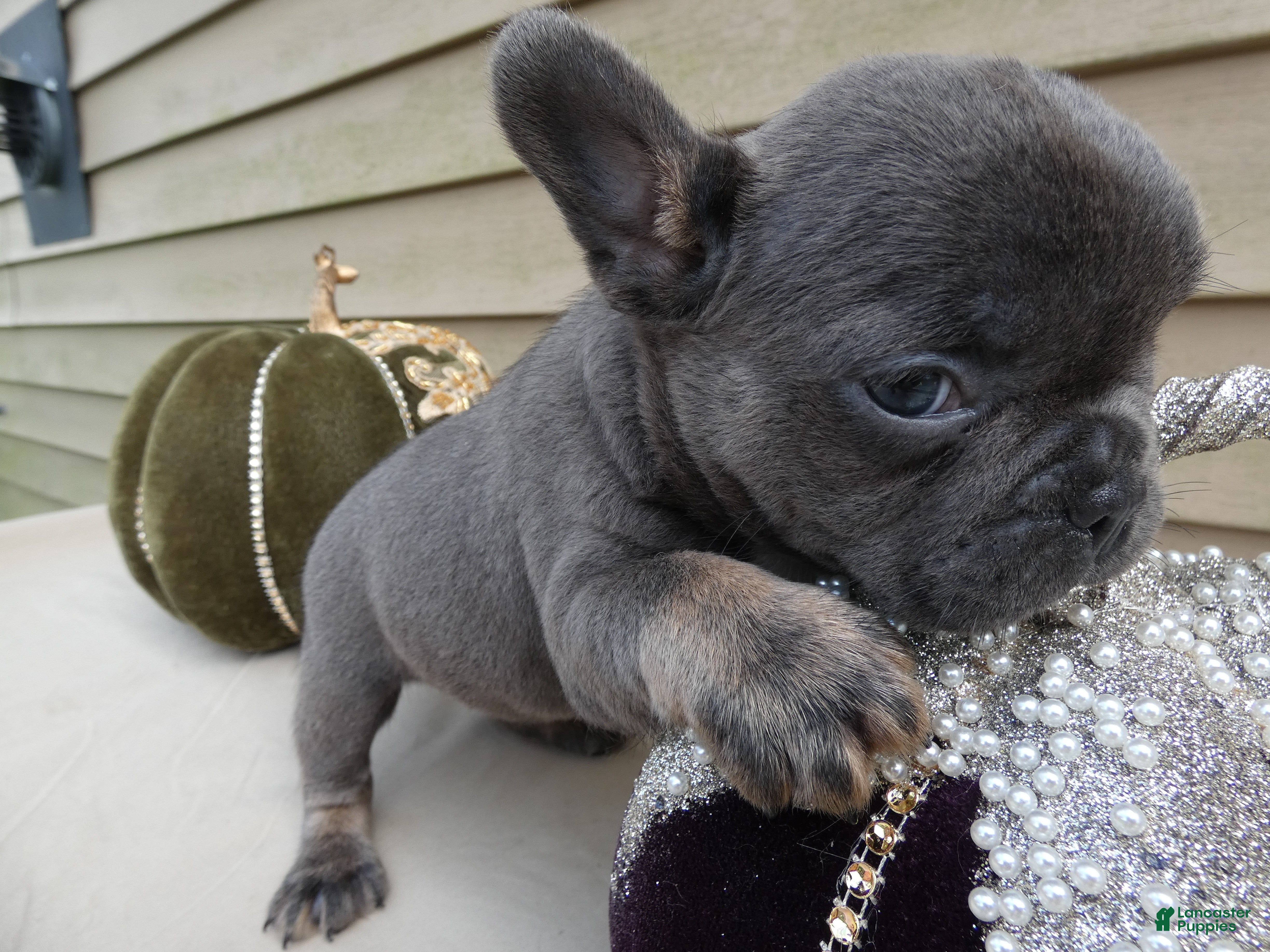 French Bulldog dogs French Bulldog 3 Brutis - Ad 3