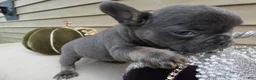 French Bulldog dogs for sale: French Bulldog 3 Brutis - Ad 1