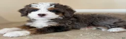 Mini Bernedoodle dogs for sale: 🧡IN BOSTON MASSACHUETTS AREA🧡TINY BLUE MERLE TRI COLOR🧡MINI BERNEDOODLE🧡 - Ad 4