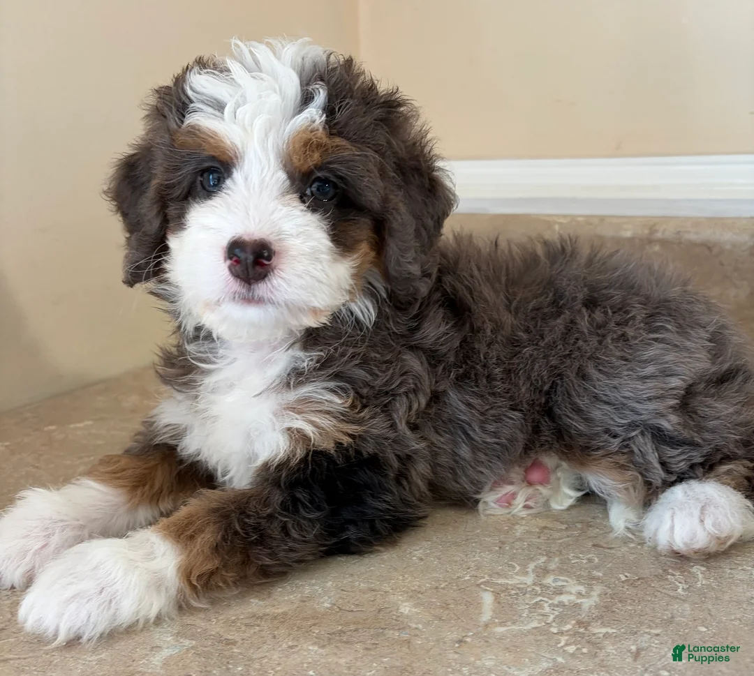 Mini Bernedoodle dogs for sale: 🧡IN BOSTON MASSACHUETTS AREA🧡TINY BLUE MERLE TRI COLOR🧡MINI BERNEDOODLE🧡 - Ad 4