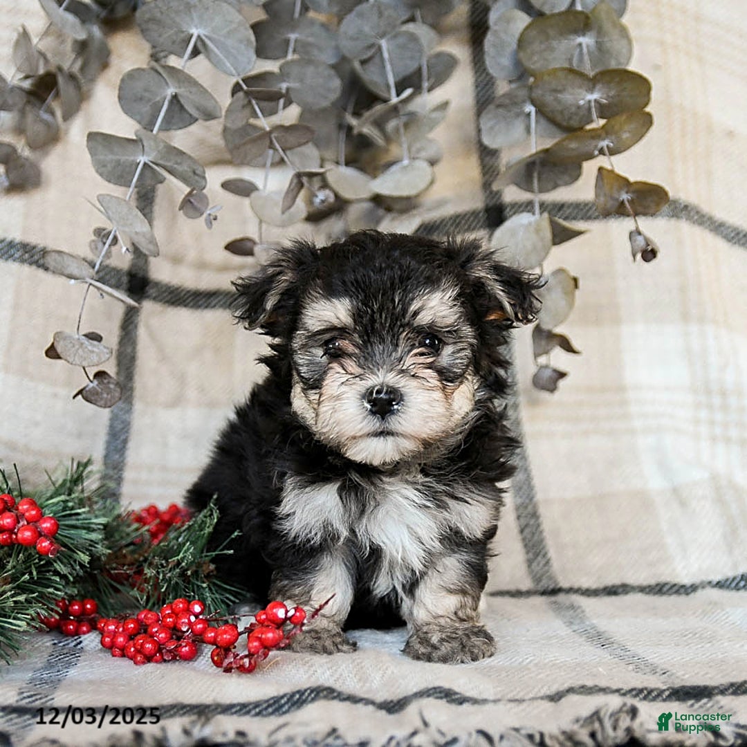 Maltipoo dogs for sale: Dixie - Ad 2