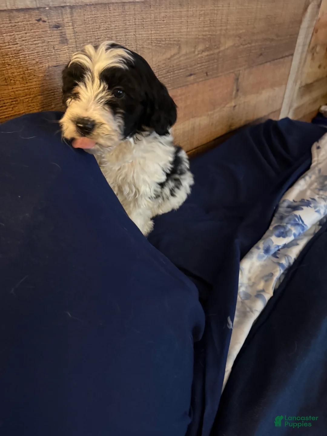 Cavapoo dogs for sale: Panda - Ad 4