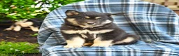 Pomsky dogs for sale: Tusk - Ad 3