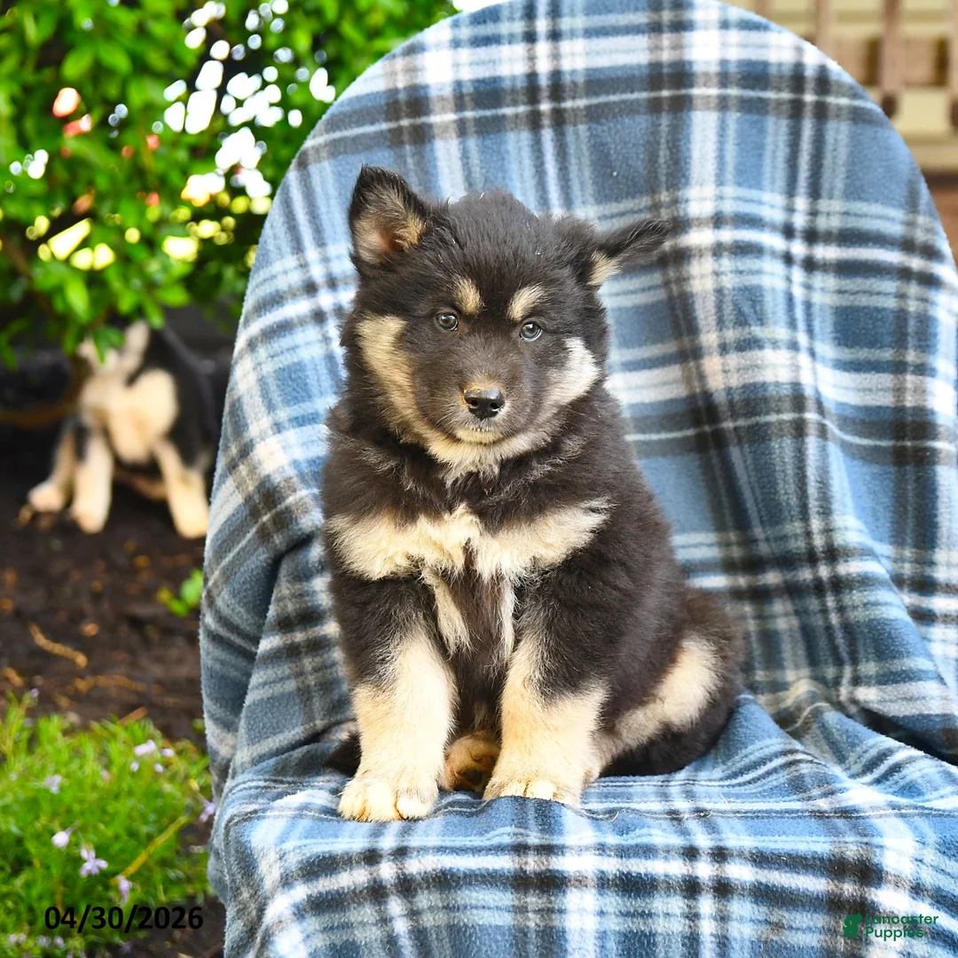 Pomsky dogs for sale: Tusk - Ad 3