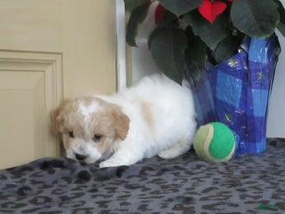 Bichpoo dogs Benedict - Ad 38