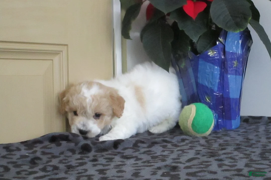 Bichpoo dogs for sale: Benedict - Ad 1