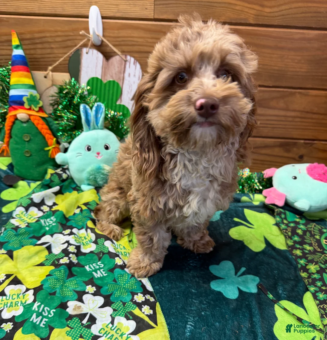 Cockapoo dogs for sale: Carson - Ad 1