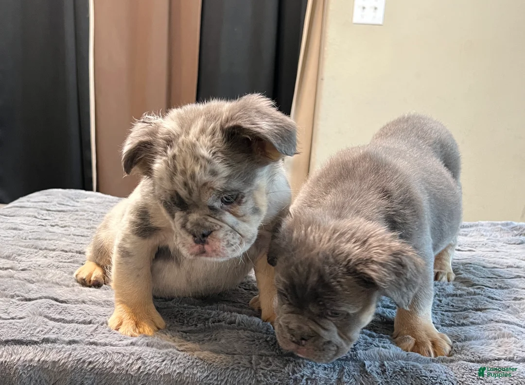 English Bulldog dogs for sale: Little fluff - Ad 2