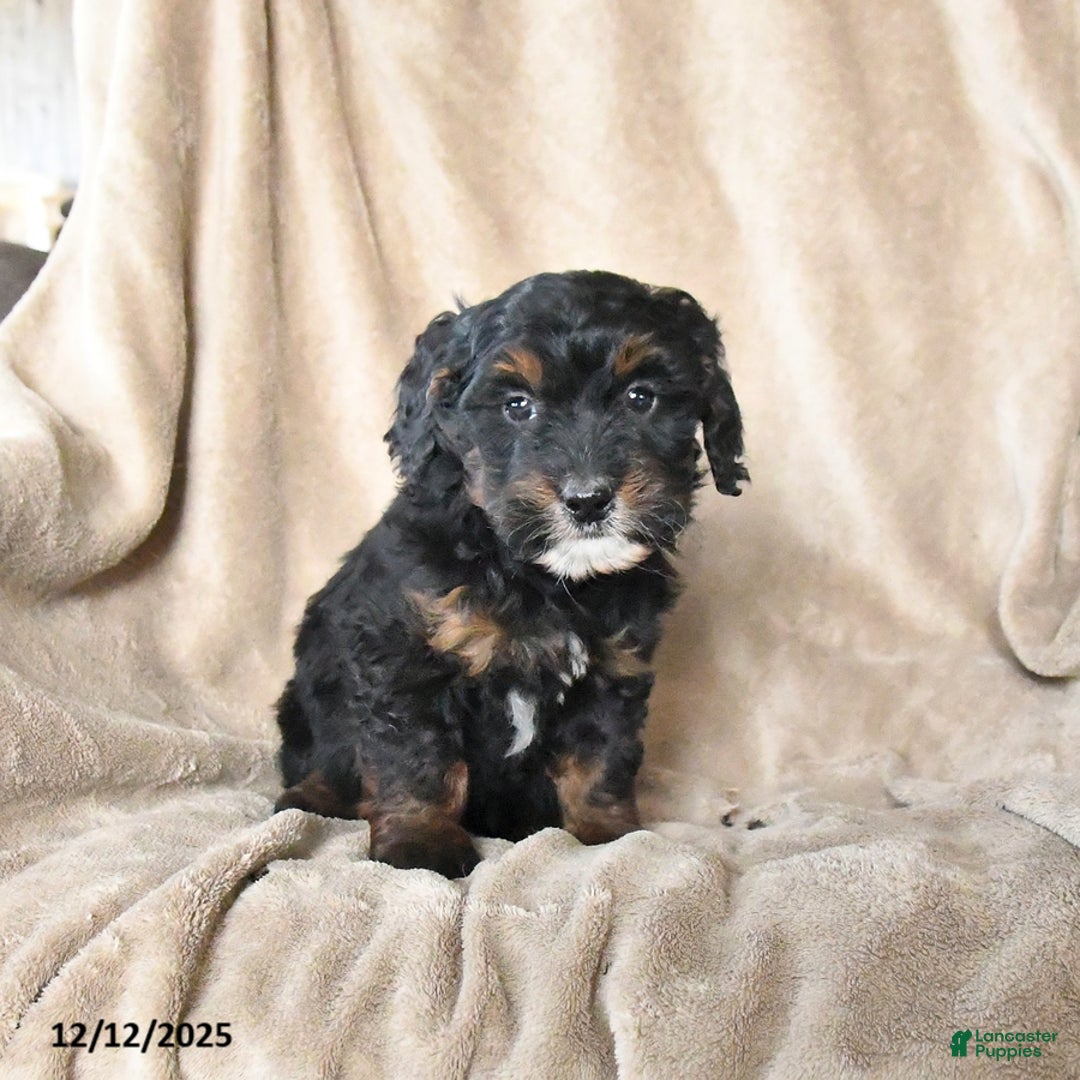 Mini Bernedoodle dogs for sale: Violet - Ad 2