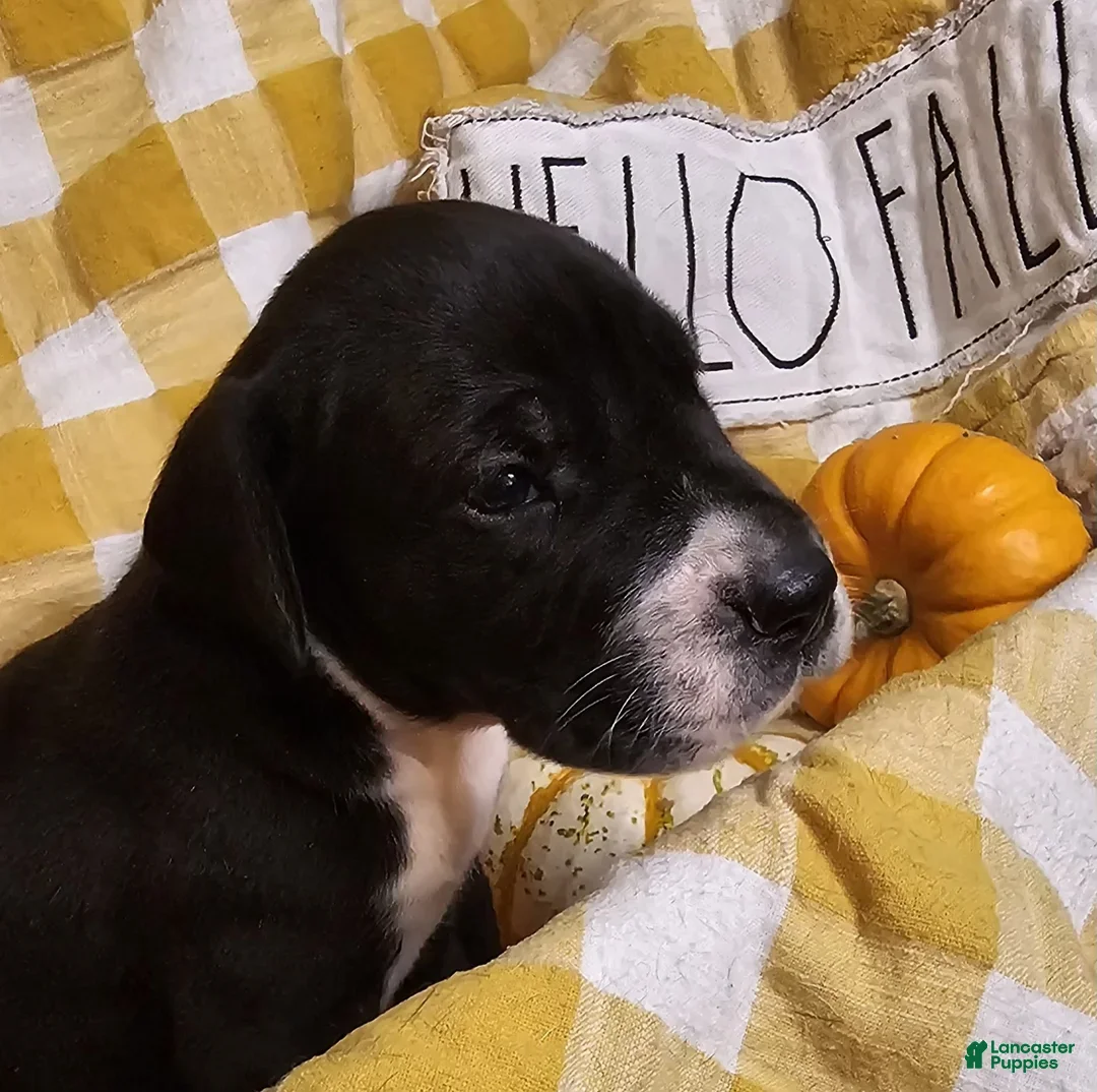 Great Dane dogs for sale: Clove - Ad 4