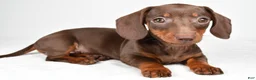 Dachshund dogs for sale: Callie - Ad 2