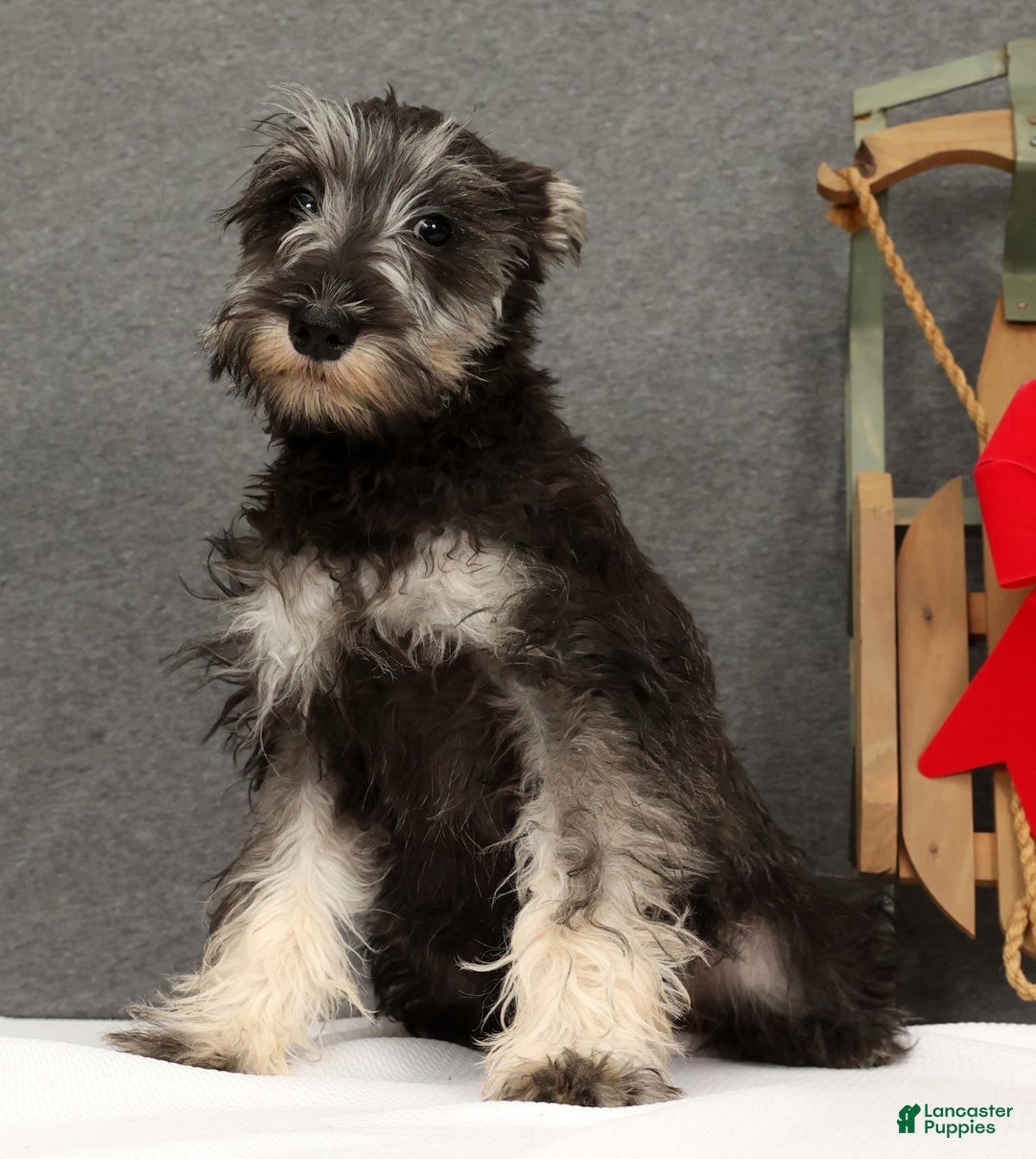 Miniature Schnauzer dogs for sale: Adele - Ad 4