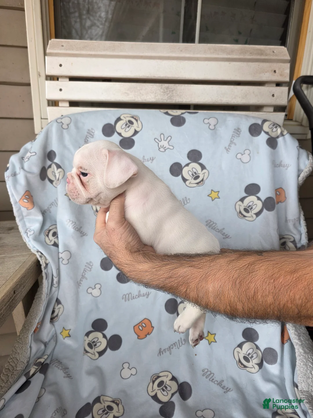 French Bulldog dogs for sale: Jack  - Ad 2