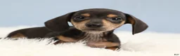 Miniature Dachshund dogs for sale: Jett ⚽️ - Ad 5