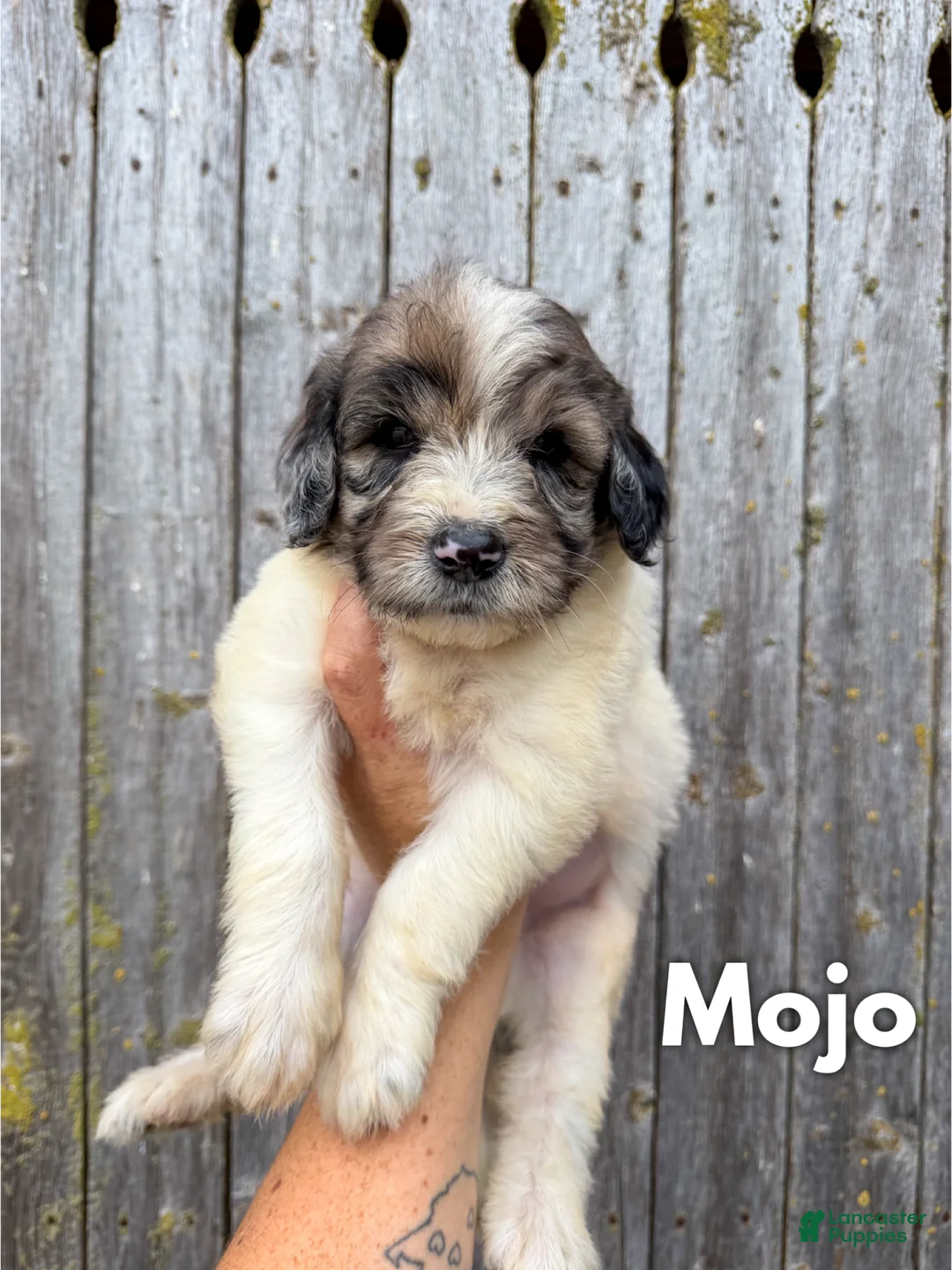 Goldendoodle dogs for sale: Mojo - Standard F1b - Ad 2