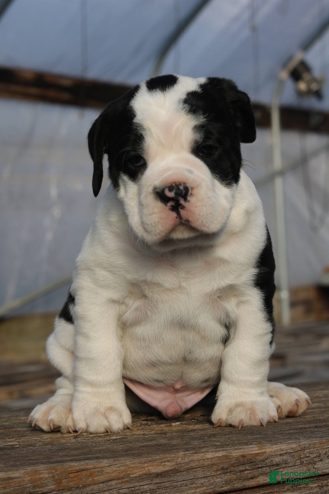 Mixed Breed dogs for sale: Snoopy  - Ad 6